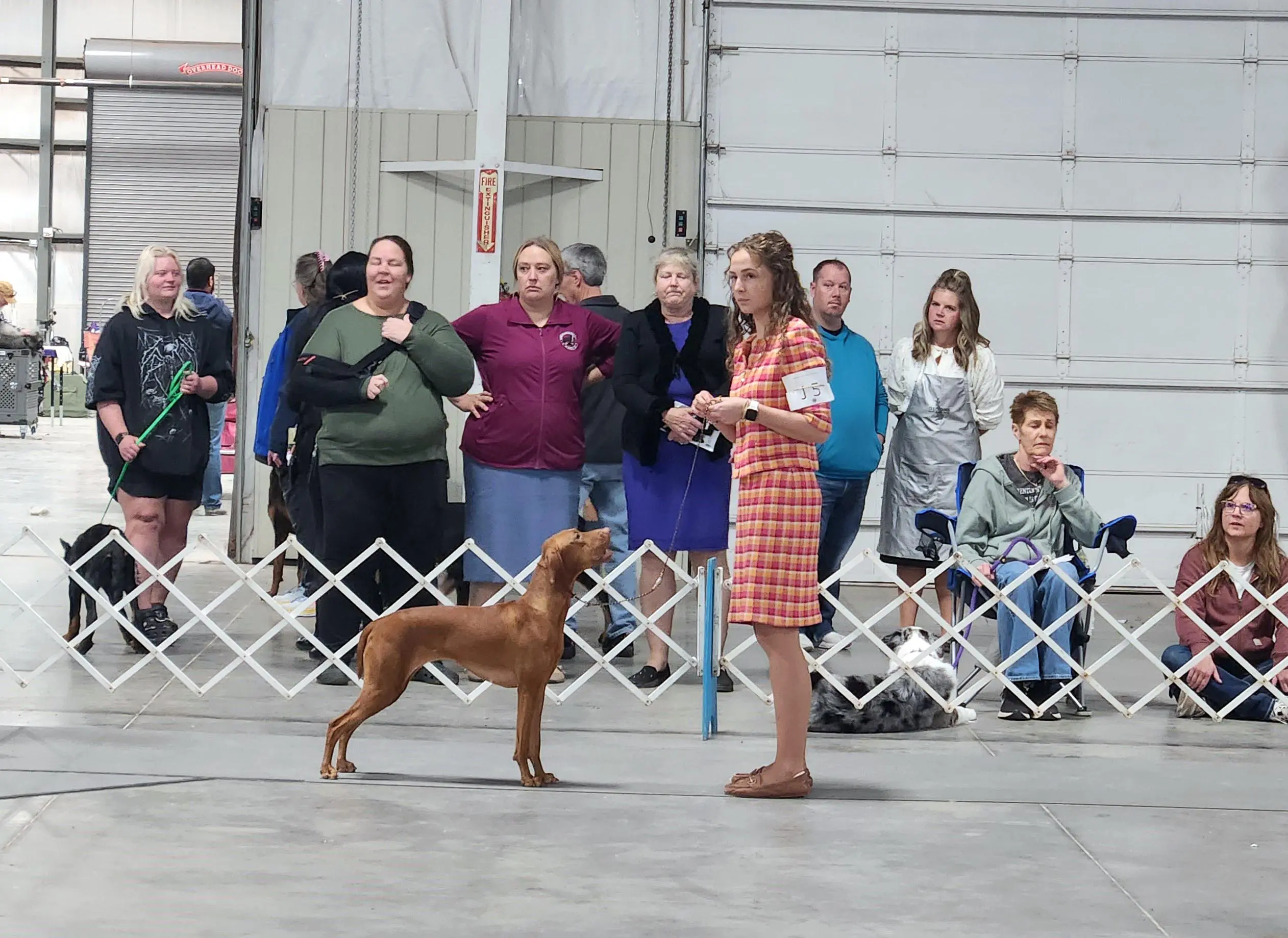 2025 Annual Show